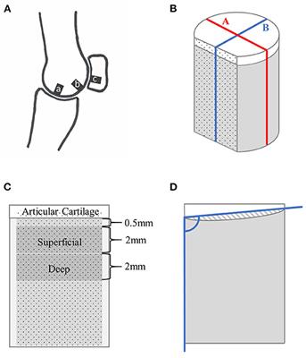 Biomechanical and Microstructural Properties of Subchondral Bone From Three Metacarpophalangeal Joint Sites in Thoroughbred Racehorses